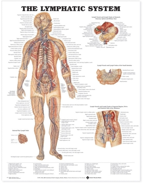 Book cover of: Lymphatic System Anatomical Chart