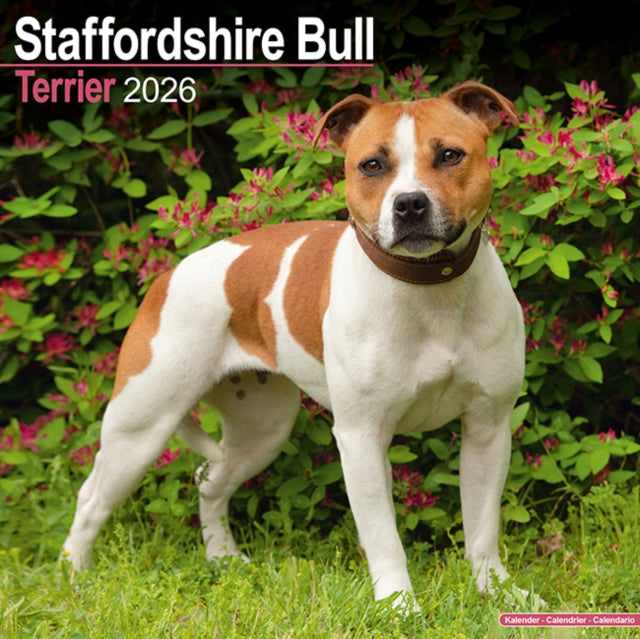Staffordshire Bull Terrier Calendar 2026 Square Dog Breed Wall Calendar - 16 Month 9781804606926