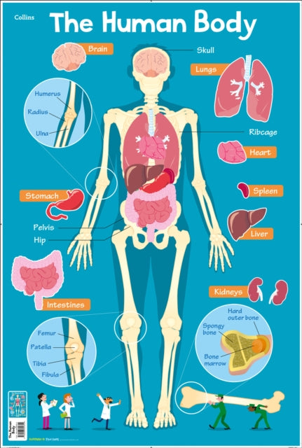 Book cover of: Human Body. By: Steve Evans