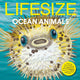 Lifesize Ocean Animals 9780008546410 Sophy Henn