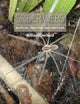Book cover of: Spider Webs. By: William Eberhard