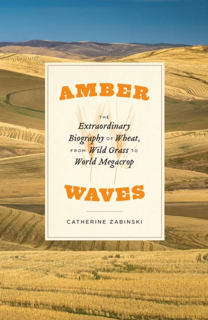 Amber Waves, The Extraordinary Biography of Wheat, from Wild Grass to World Megacrop 9780226553719 Catherine Zabinski