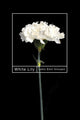 Book cover of: White Lily