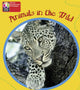 Book cover of: PYP L1 Animals in the Wild single