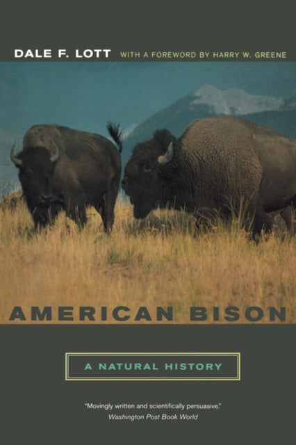 American Bison