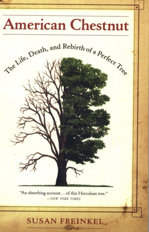 American Chestnut