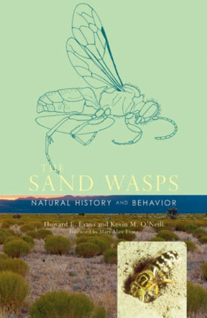 Sand Wasps