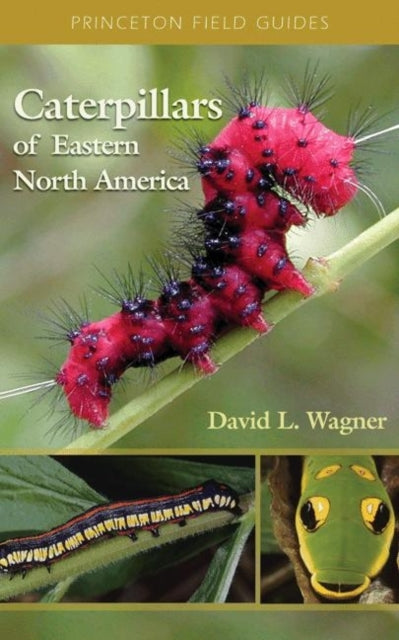 Book cover of: Caterpillars of Eastern North America