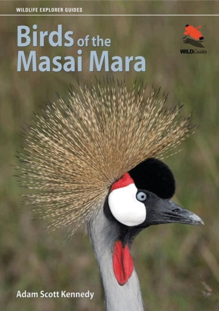 Masai Mara linnud