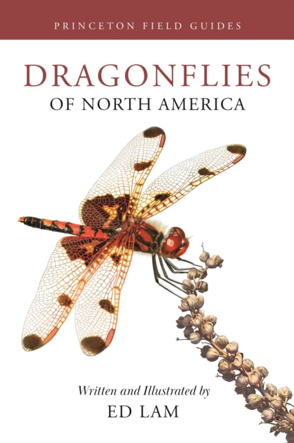 Book cover of: Dragonflies of North America. By: Ed Lam