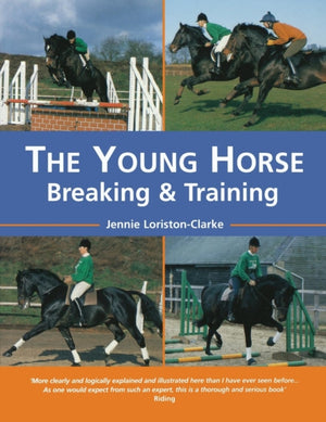 Young Horse