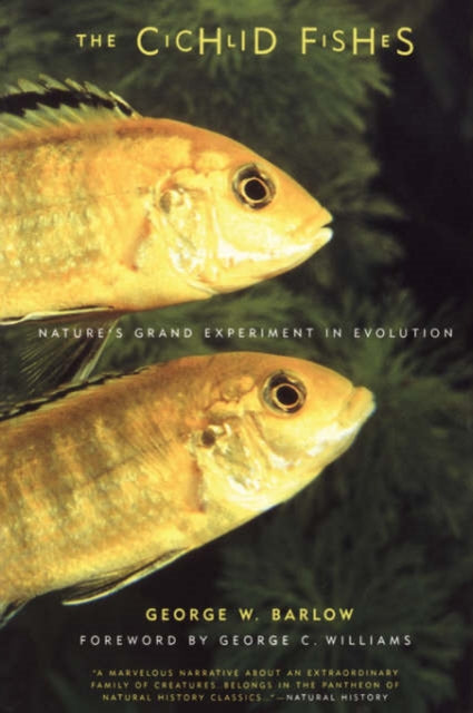Cichlid-kalad