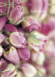 Book cover of: Notebook: Rosebuds. By: Peony Press