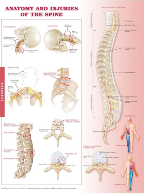Book cover of: Anatomy and Injuries of the Spine Anatomical Chart