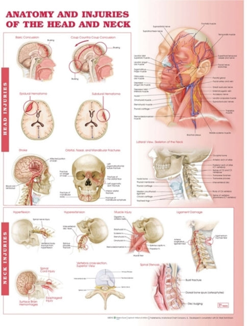 Book cover of: Anatomy and Injuries of the Head and Neck Anatomical Chart