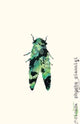 Book cover of: Cicada. By: Phoebe Giannisi
