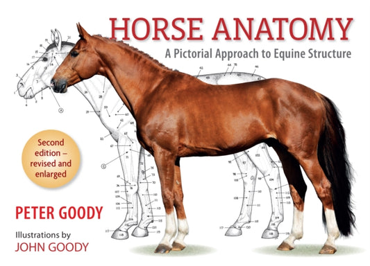 Book cover of: Horse Anatomy. By: Peter C. Goody