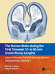 Book cover of: Human Brain during the First Trimester 57- to 60-mm Crown-Rump Lengths. By: Shirley A. Bayer