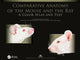 Book cover of: Comparative Anatomy of the Mouse and the Rat. By: Gheorghe M. Constantinescu