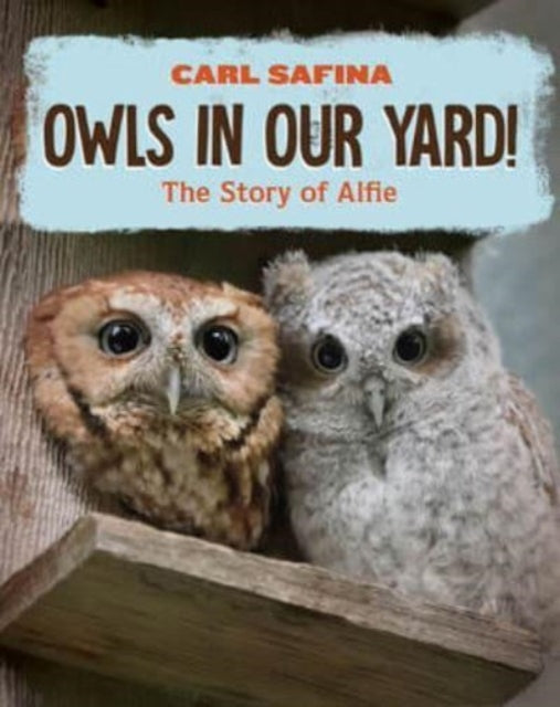 Book cover of: Owls in Our Yard!. By: Carl Safina