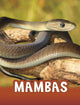 Book cover of: Mambas. By: Jaclyn Jaycox