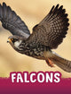 Book cover of: Falcons