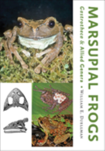 Book cover of: Marsupial Frogs. By: William E. Duellman