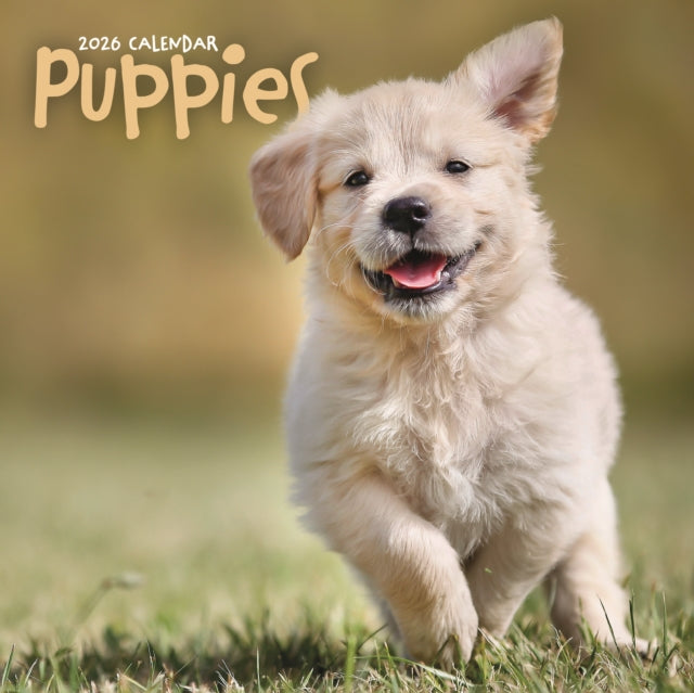 Book cover of: Puppies Square Wall Sunday Start Calenda