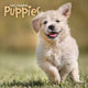 Book cover of: Puppies Square Wall Sunday Start Calenda