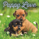 Book cover of: Puppy Love Square Wall Sunday Start Cale