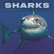 Book cover of: Sharks Square Wall Sunday Start Calendar
