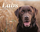 Book cover of: Labs Box Calendar 2026