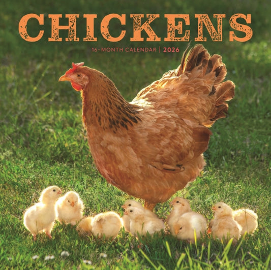 Book cover of: Chickens Square Wall Sunday Start Calend