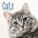 Book cover of: Cats Square Wall Sunday Start Calendar 2