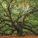 Book cover of: Trees Square Wall Sunday Start Calendar