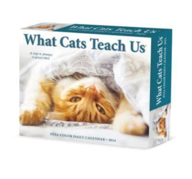 Book cover of: What Cats Teach Us 2024 6.2 X 5.4 Box Calendar