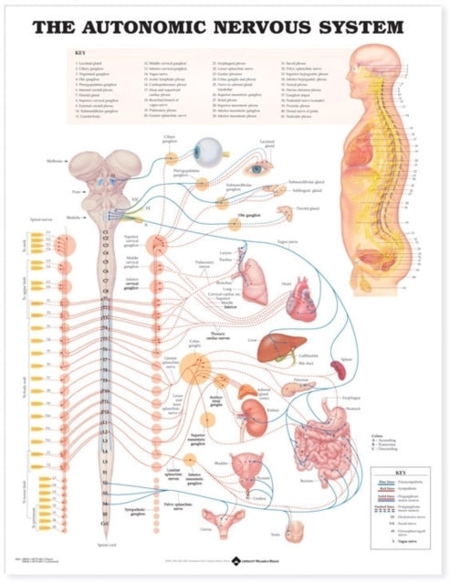 Autonoomse närvisüsteemi anatoomiline diagramm