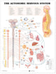 Autonoomse närvisüsteemi anatoomiline diagramm