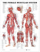 Book cover of: Female Muscular System Anatomical Chart