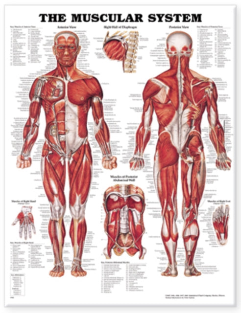 Book cover of: Muscular System Anatomical Chart