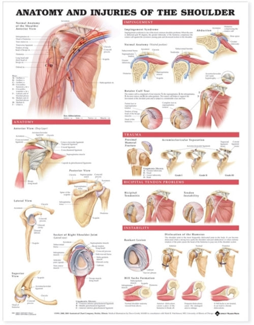 Book cover of: Anatomy and Injuries of the Shoulder Anatomical Chart