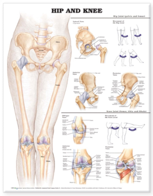 Book cover of: Hip and Knee Anatomical Chart. By: Anatomical Chart Co