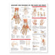 Book cover of: Anatomy and Injuries of the Hand and Wrist Anatomical Chart. By: Anatomical Chart Company