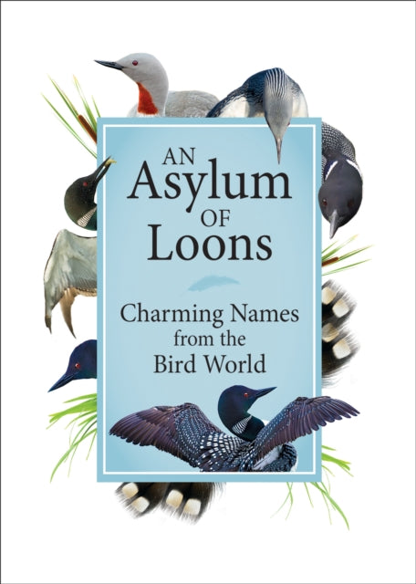 Book cover of: Asylum of Loons