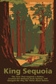 Book cover of: King Sequoia. By: William C. Tweed