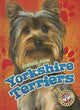 Yorkshire'i terjerid