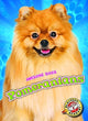 Book cover of: Pomeranians. By: Domini Brown