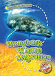 Book cover of: Humpback Whale Migration. By: Kari Schuetz