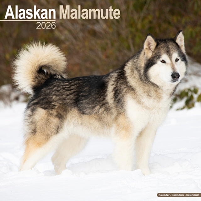 Book cover of: Alaskan Malamute Calendar 2026  Square Dog Breed Wall Calendar - 16 Month