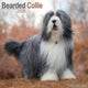 Book cover of: Bearded Collie Calendar 2026  Square Dog Breed Wall Calendar - 16 Month